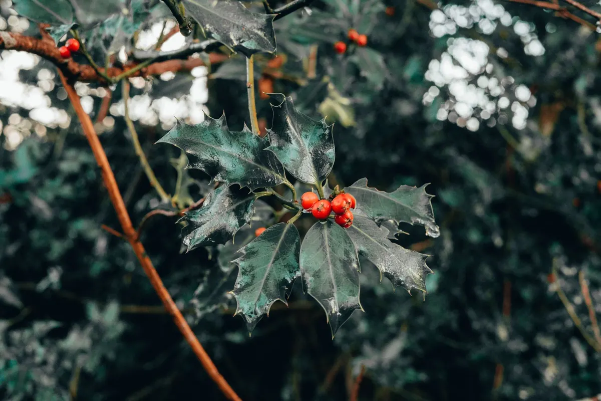 Seasonal Heraldry: Christmas Symbols in Coats of Arms